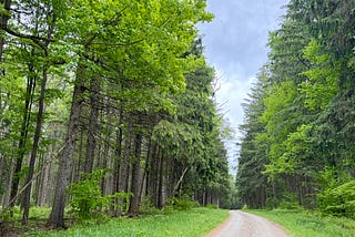 Exploring the Pharsalia Woods, NY State Forest-Episode 13 of Leaf, Wing, and Sun