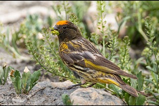 Serin on a sultry afternoon…