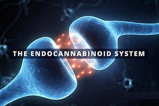 STUDY: The Role of The Endocannabinoid System in Seizures and Epilepsy