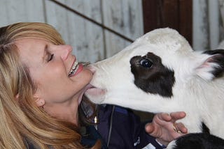 Woman being licked by a calf — vegan or plant milks