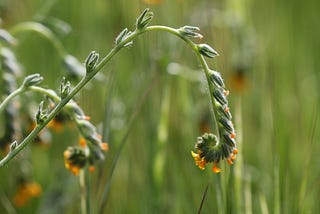 A curling wildflower beginning to bloom.