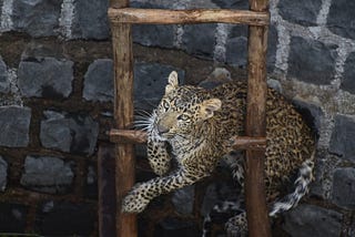 Lockdown effect ? — Rare siting of Leopard in Guna, MP