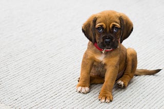 Play With Your Puppy Without Getting Nipped