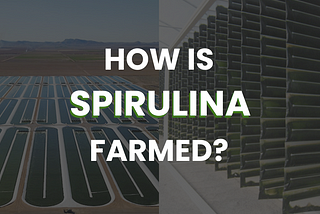 How Is Spirulina Farmed?
