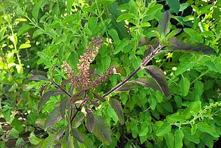 Tulsi / Holy Basil