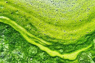 Algae as a Sustainable Fuel Source?