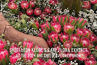 Shot! Leon Kluge’s Cape Flora exhibit at the 2024 RHS Chelsea Flower Show