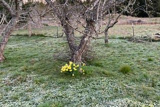 Yellow flowers in a patch of frost at the base of a dead tree