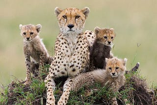 Sociology on Communication: Cheetahs