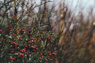 Rosehips on wet branches in a winter hedgerow.