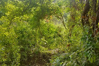 A Forest in the midst of the Unstoppable City