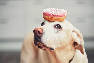 A dog balances a donut on his head, something unexpected and unusual when you’re looking for marketing inspiration.