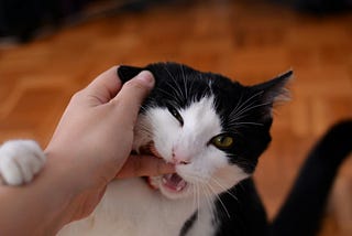 Why Does My Cat Bite Me… Then Lick Me?