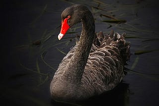 Is Bitcoin a Black Swan Event?