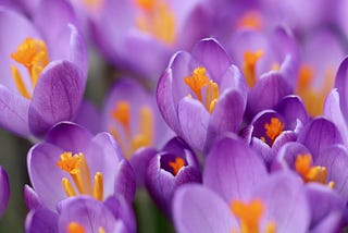 crocus flowers — fiori di crocus