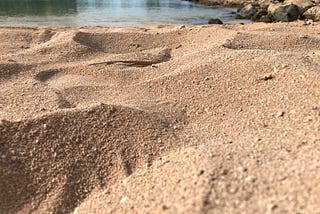 Why sand has more bacteria than water at the beach