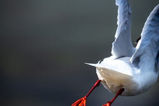 white swan on brown soil