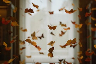 Room full of butterflies