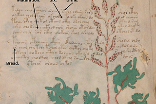 The Voynich manuscript reveals its secrets.