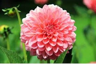 Dahlia Flowers: A Celebration of Color, Beauty, and Elegance