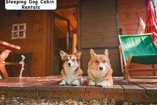 Cabin Rental Services Are Pet Friendly & Enjoy Offering Peace And Beauty To Pet Lovers