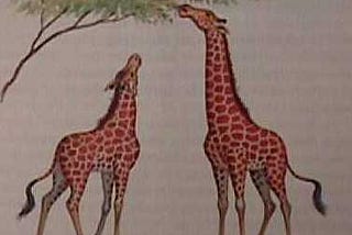 Giraffes’ necks are lengthened for reaching leaves