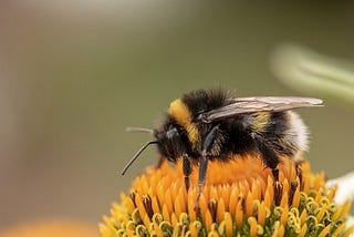 The Alarming Disappearance of Bees — Factors and Consequences