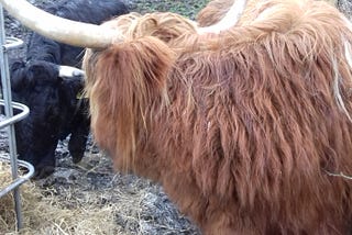 Feeding cattle on Christmas mornings — nothing quite like it for the Christmas feeling !