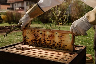 Good News — Bees are Back