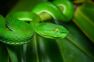 Developing a Snake Game With JavaScript