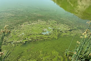 WDFW undertakes innovative treatment to eliminate blue-green algae outbreaks