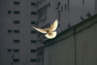Peace, Mental Health, and Suffering
