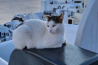 When Cats Ruled over Santorini