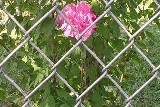 Pink Rose of Sharon behind a diamond shaped metal fence.