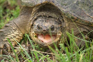 Snapping Turtle Memoirs: How NLP and Hypnosis Transformed My Relationships