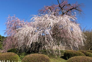 An Intimate Exploration into Kyoto: Serene Solitudes & Timeless Tales