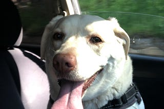 This is my beautiful pup, Goldie! She was well aware that we were about to go hiking, so she has on her biggest smile.