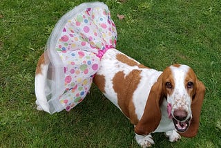 Woo Hoo…I got my Party Dress on… Dogs Are Back in the White House!!