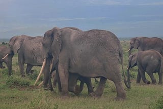 🇰🇪 4/2025 Kenya Travel