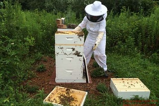 Losing Honeybees and the Beekeeping Hobby Makes For a Sad Day