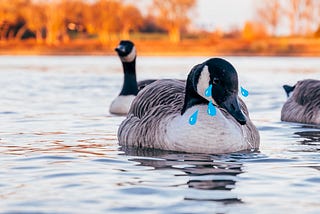 Be More Goose (a gander into leadership): Part 7
