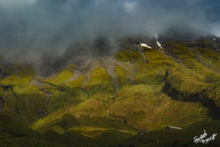 Gloom Blooms in New Plymouth, NZ