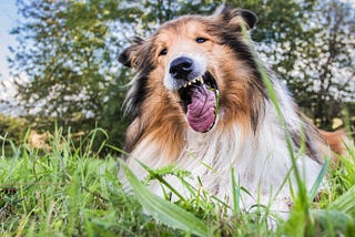 Why Is My Dog Eating Grass, and How Do I Prevent It?