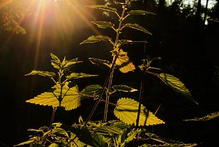 Nettles and Nightmares: A Message from Beyond the Grave