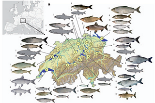 Eutrophication Causes Speciation Reversal in Whitefish Adaptive Radiations: A Review