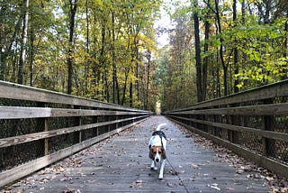 An American Foxhound dog on a bridge surrounded by trees