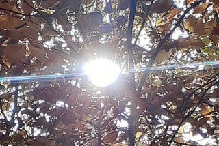 Does the observation change the results for a single particle, similar to Schrödinger’s cat, when…