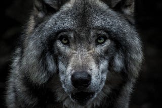 Idaho Senate Promotes Extermination of Wolves by Contract Killers for Hire