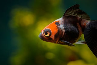 Behavioral Science Explains How to Regrow Your Attention Span