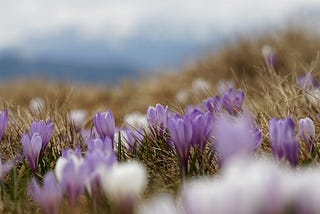 a field of crocuses